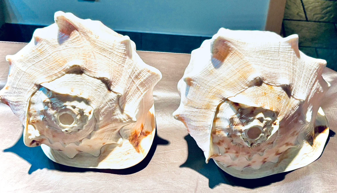 2 Large Hawaiian Conch Seashells - photo 2