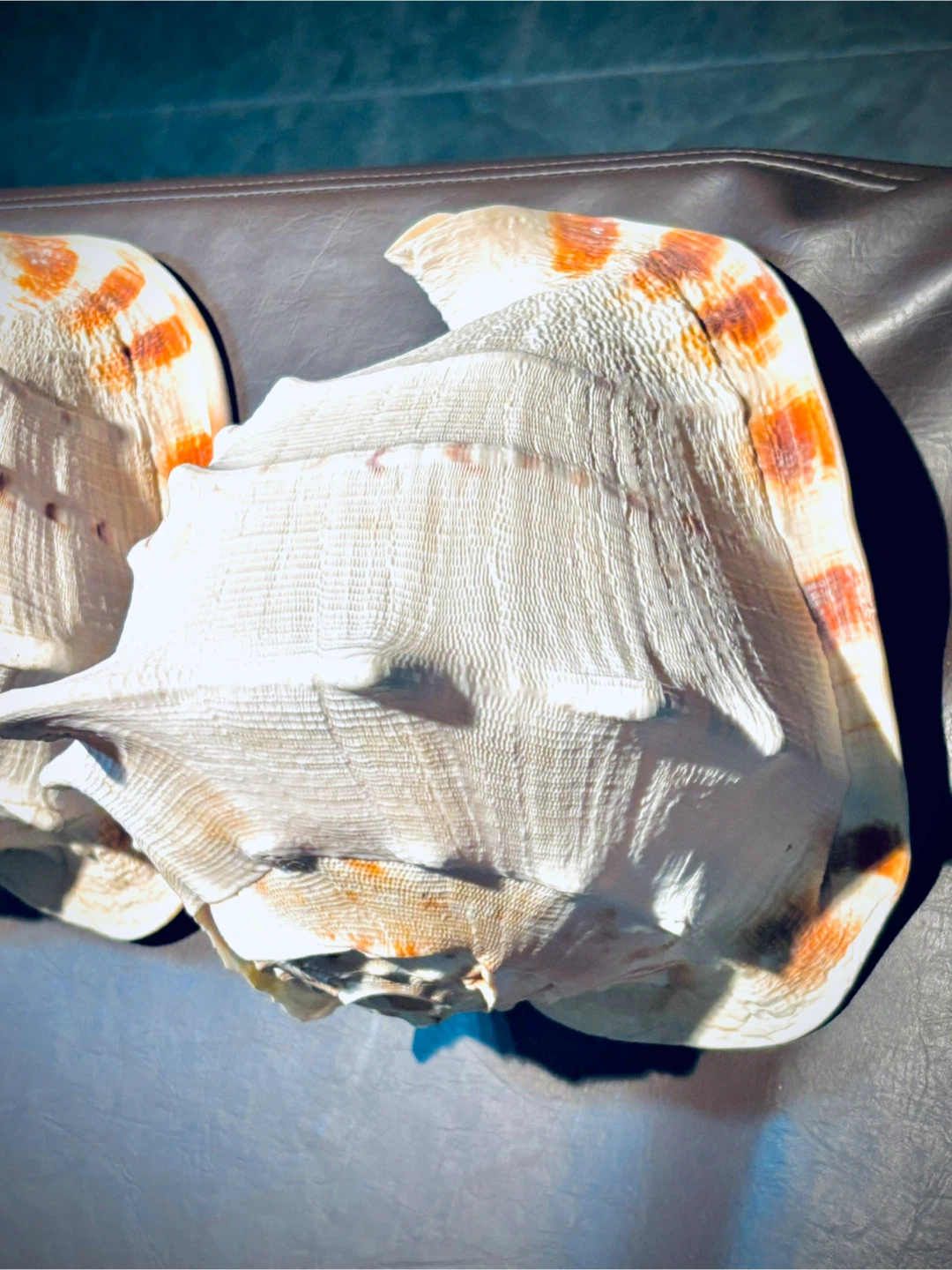2 Large Hawaiian Conch Seashells - photo 3
