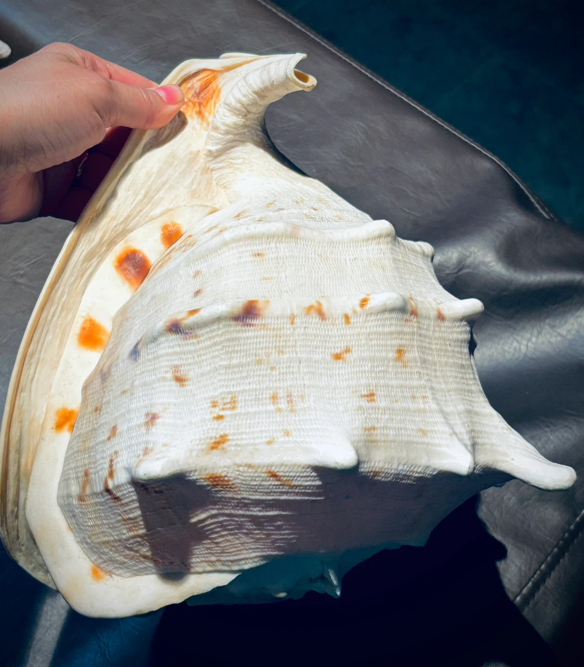 2 Large Hawaiian Conch Seashells - photo 4