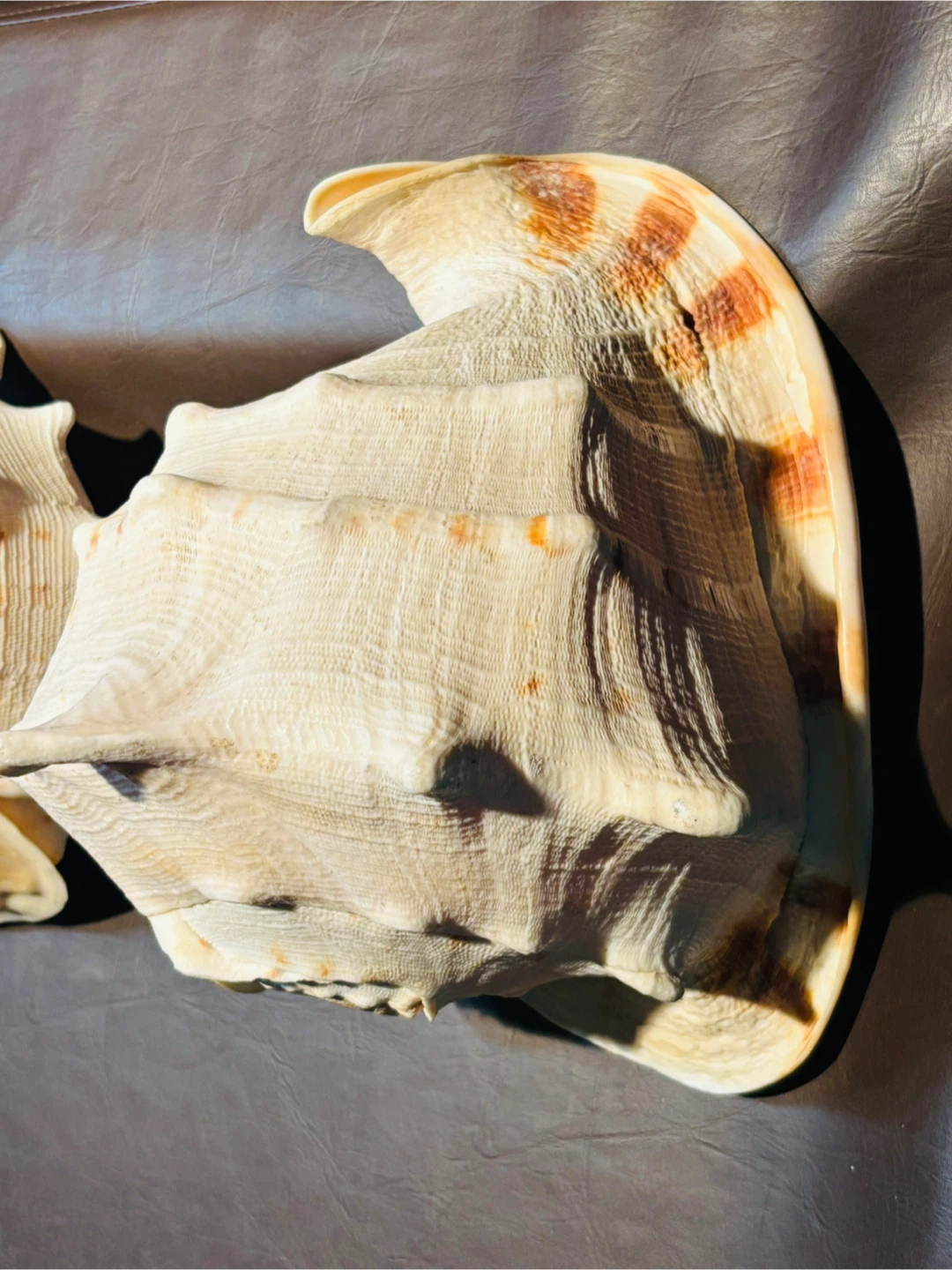 2 Large Hawaiian Conch Seashells - photo 5