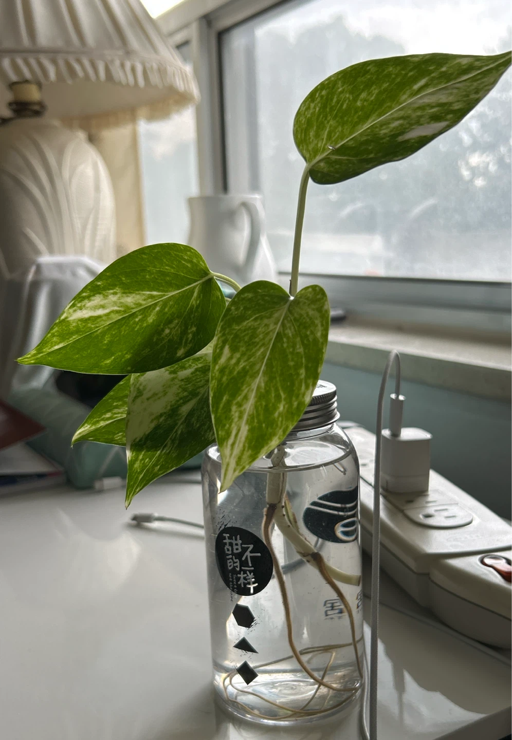 Pothos Cutting in Water