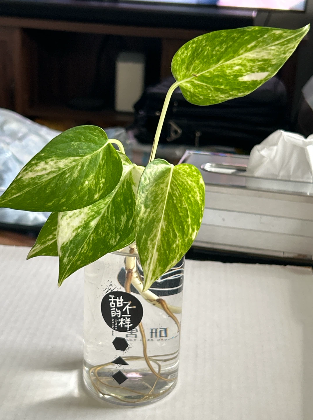 Pothos Cutting in Water - photo 2