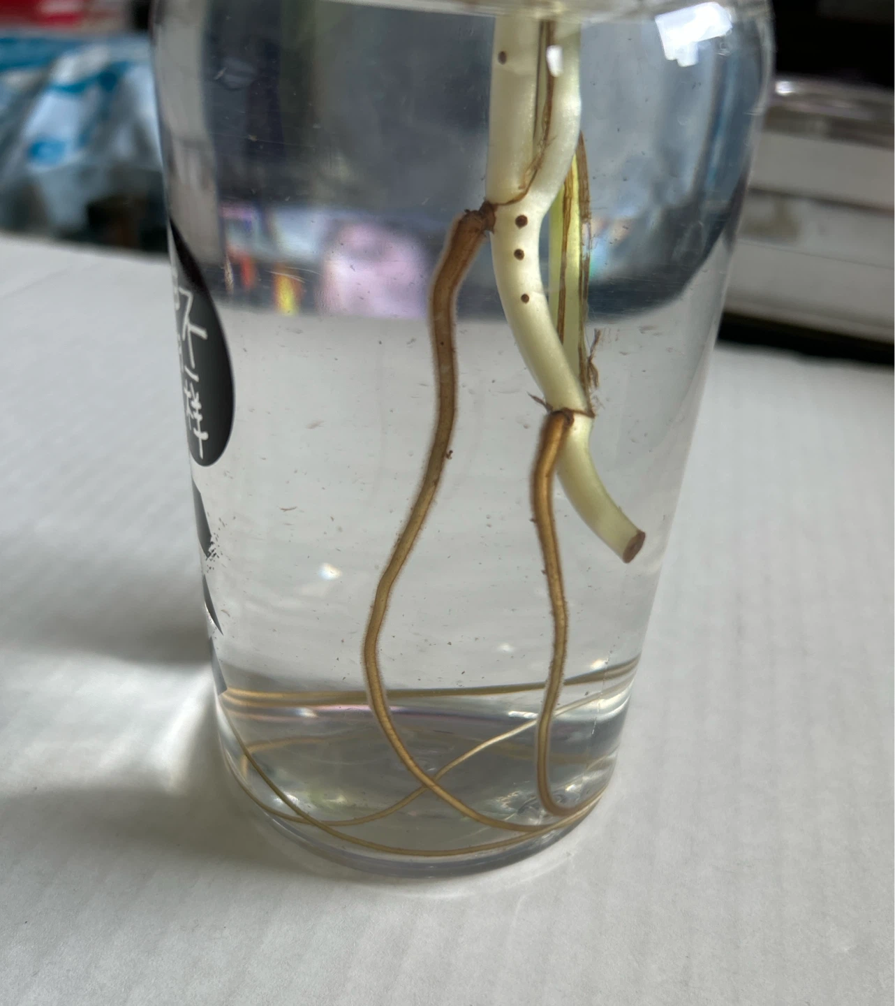 Pothos Cutting in Water - photo 3