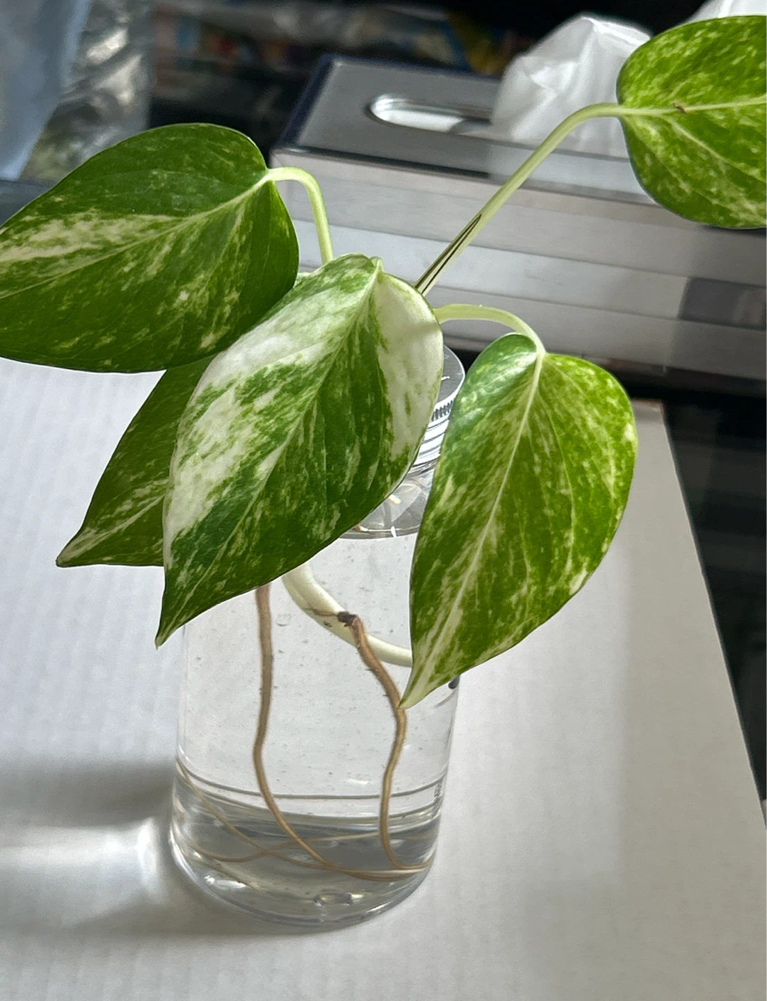Pothos Cutting in Water - photo 4