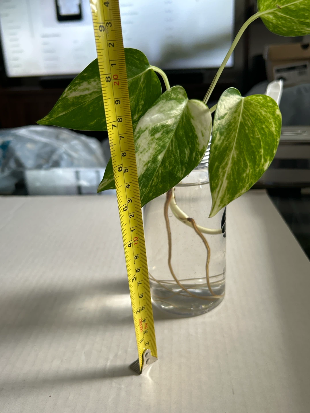 Pothos Cutting in Water - photo 5