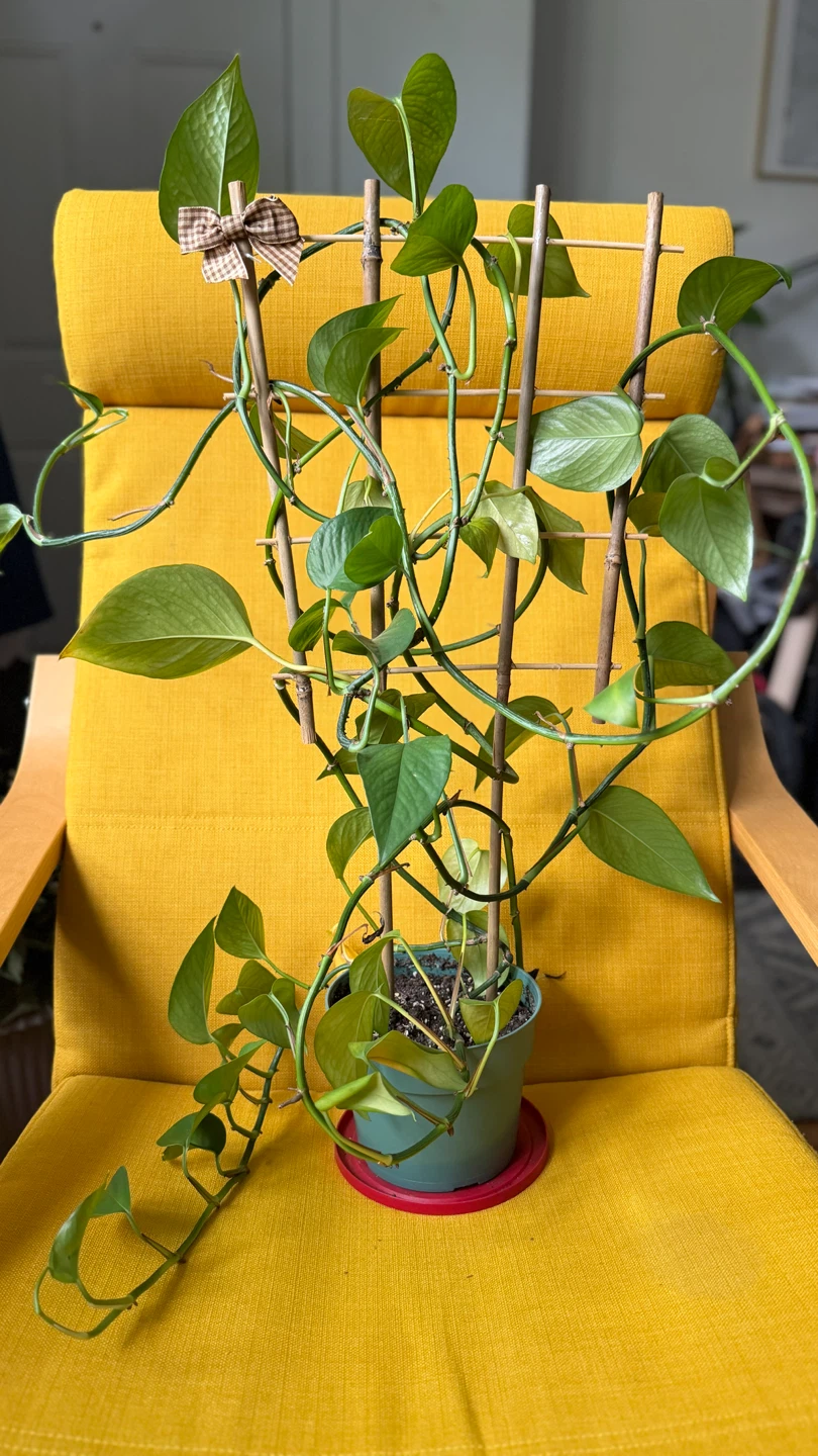Pothos Plant with Trellis