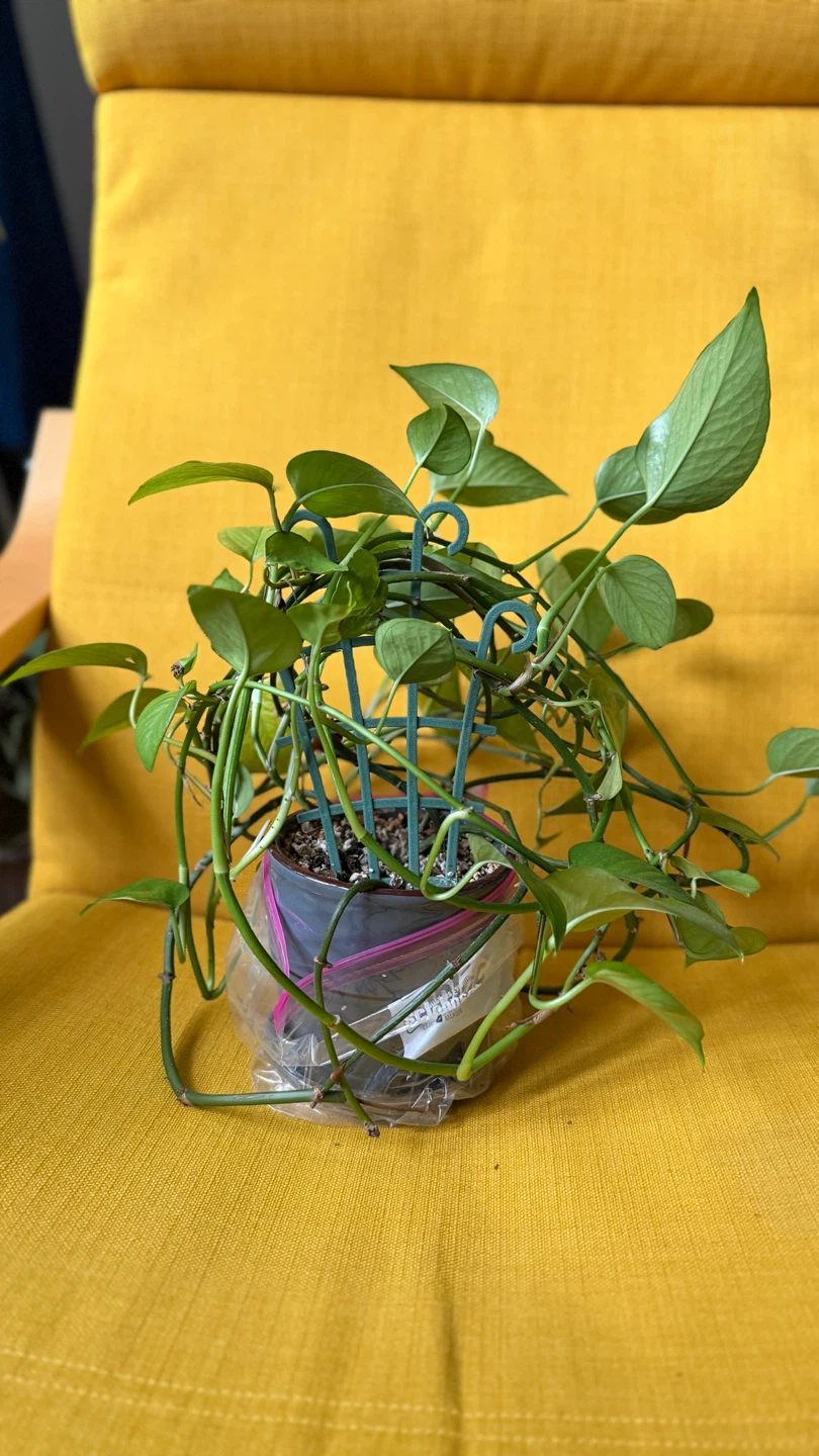 Pothos Plant