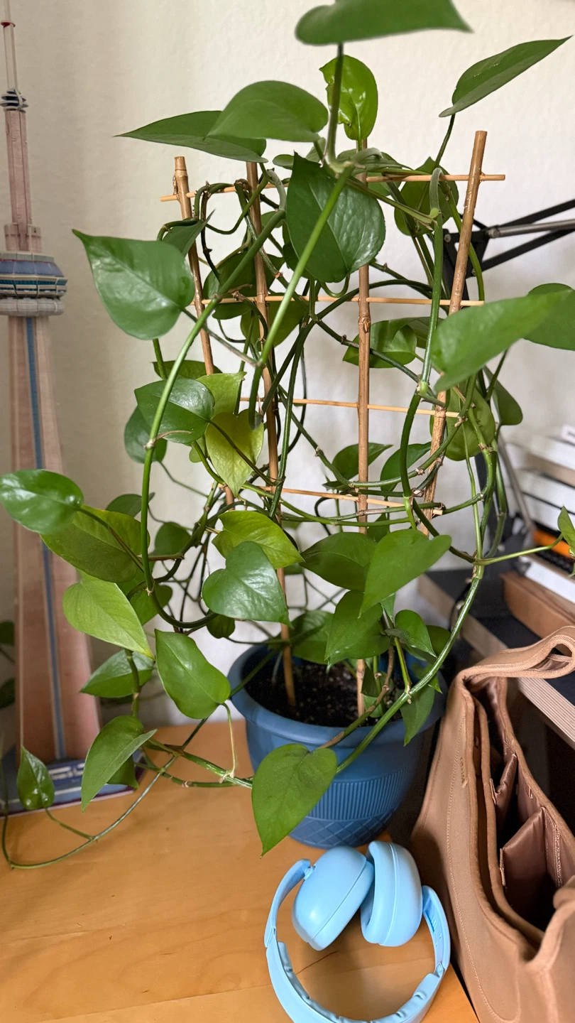 Pothos plant in blue pot with support stakes