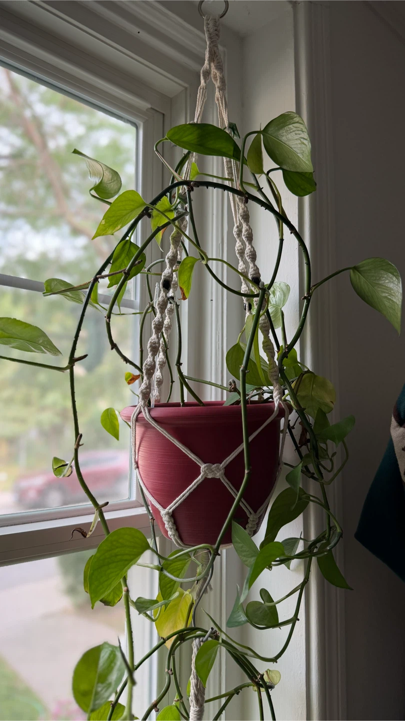 Pothos Plant in Red Planter with Macrame Hanger