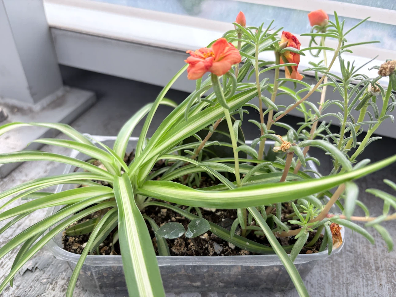 5 plants- Assorted Potted Plants in Clear Container