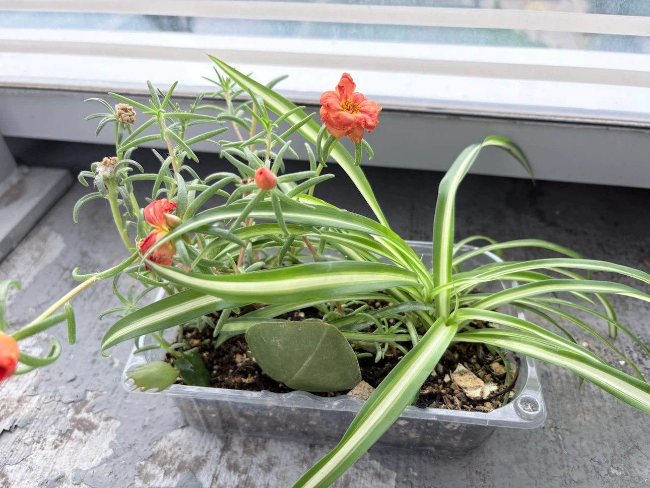 5 plants- Assorted Potted Plants in Clear Container - photo 2