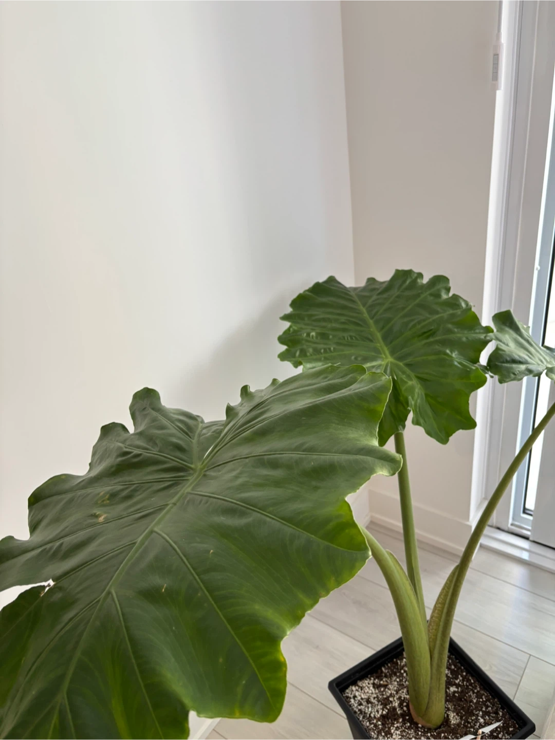 Medium Alocasia  Plant