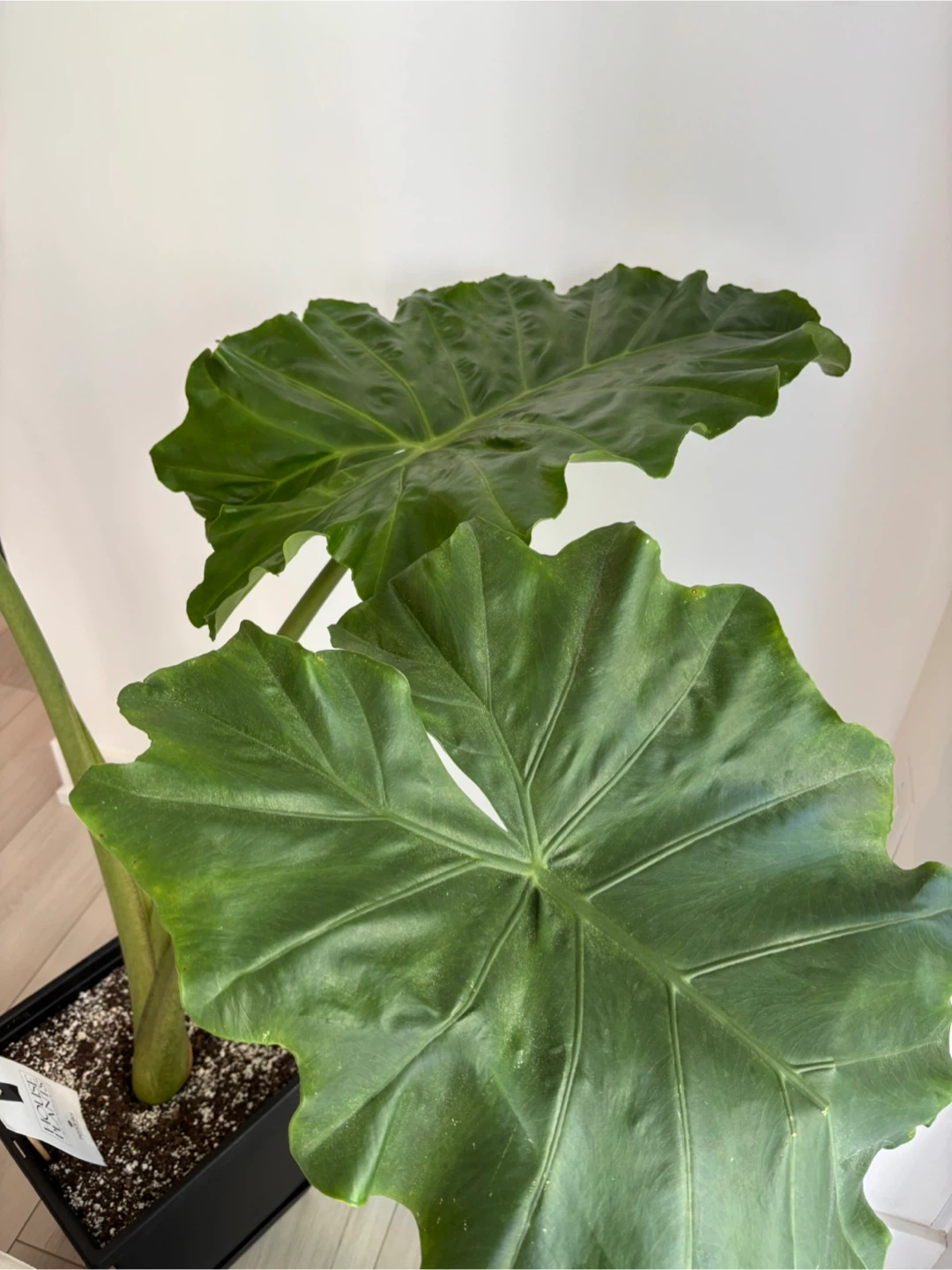 Medium Alocasia  Plant - photo 2