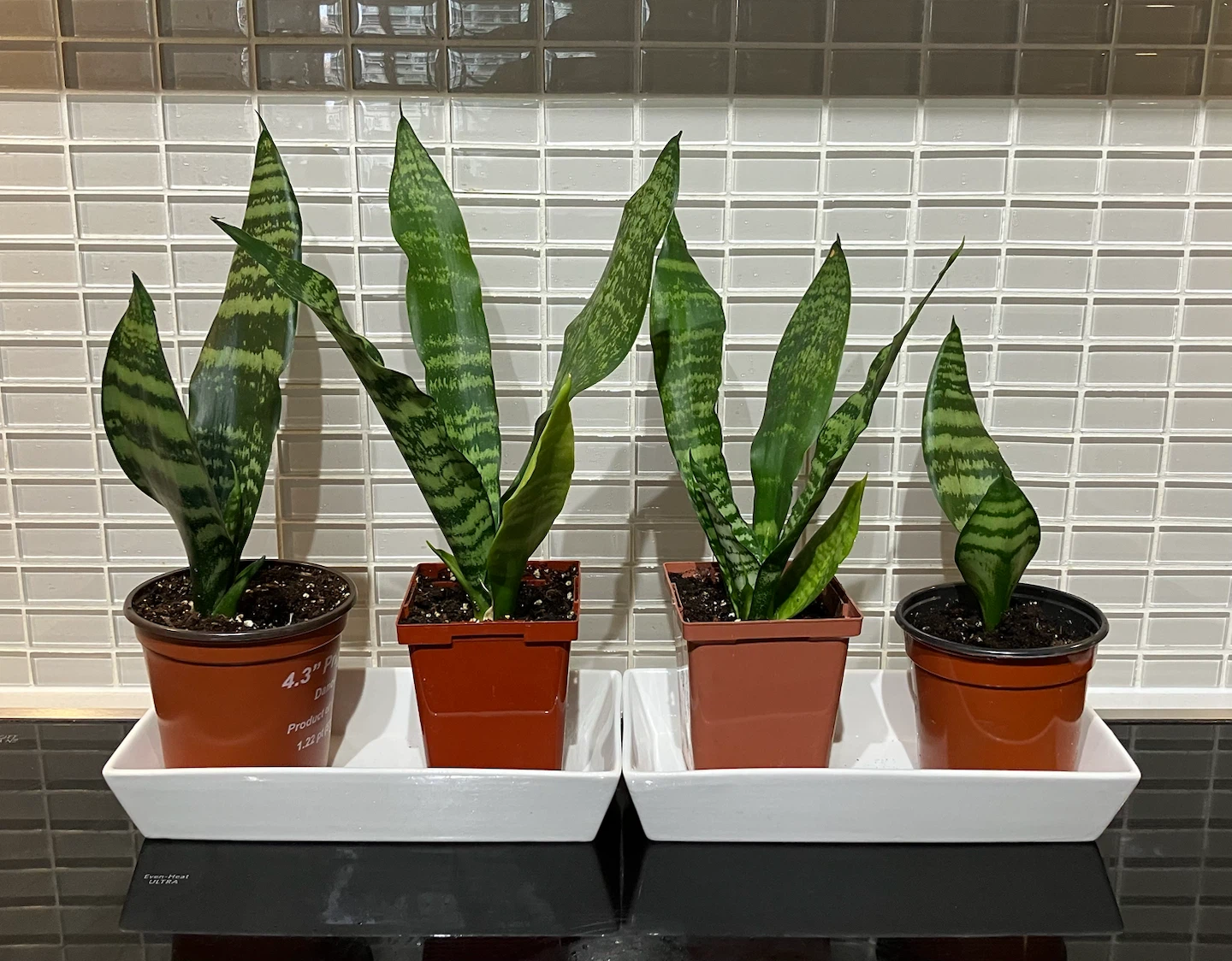 Snake Plants (Sansevieria trifasciata) - $10 each