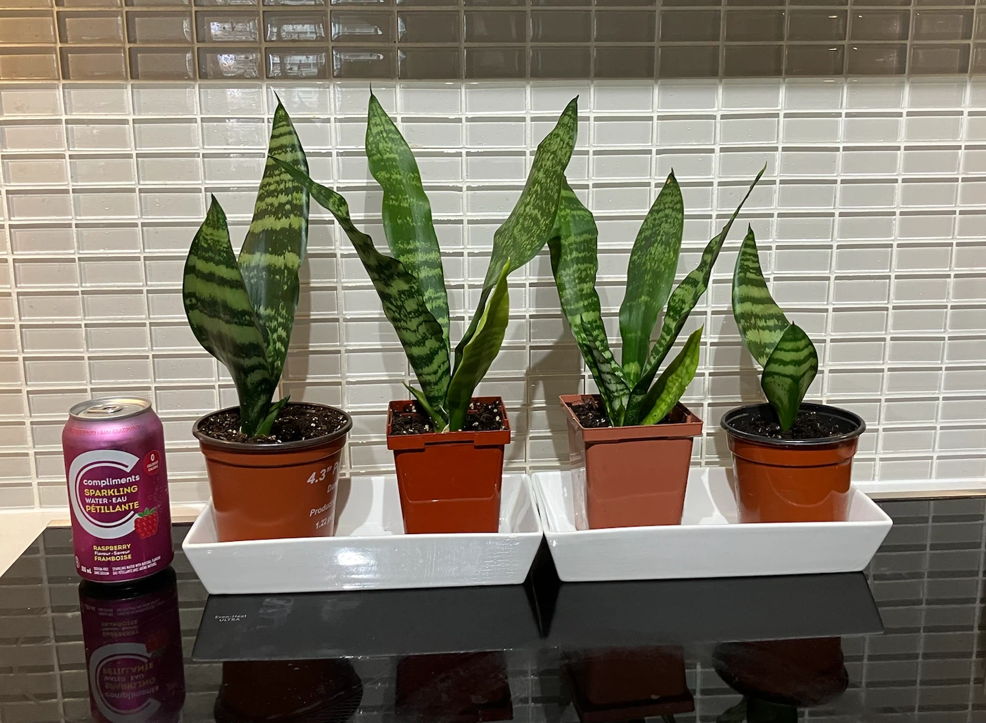 Snake Plants (Sansevieria trifasciata) - $10 each - photo 2