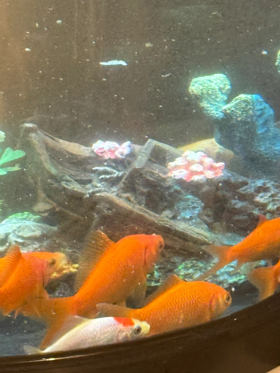 Goldfish Aquarium with Decorations