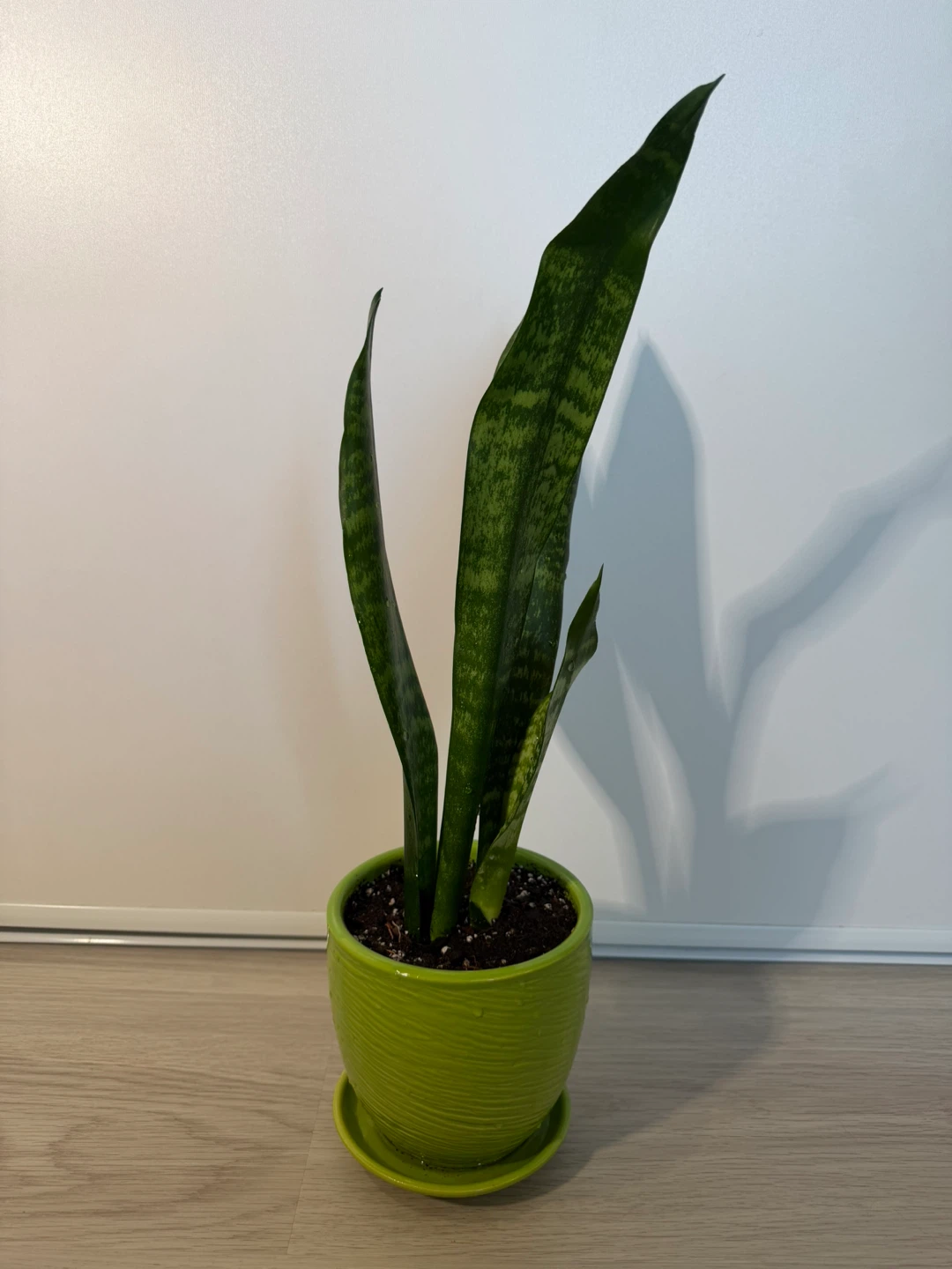 Healthy Snake Plant in a Green Pot