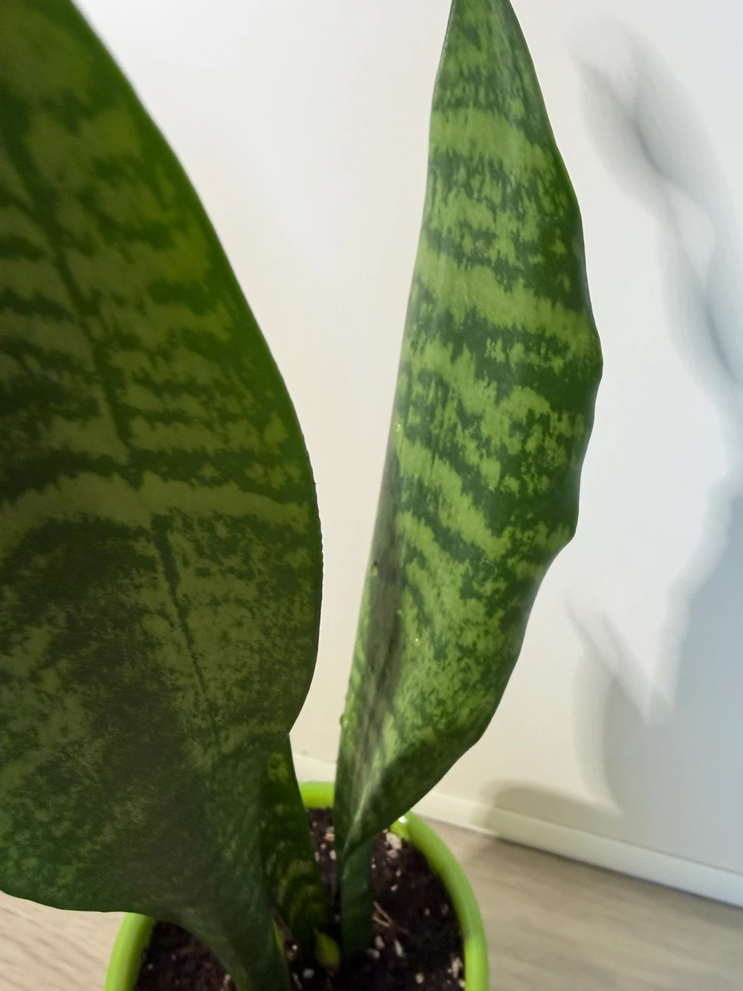 Healthy Snake Plant in a Green Pot - photo 3