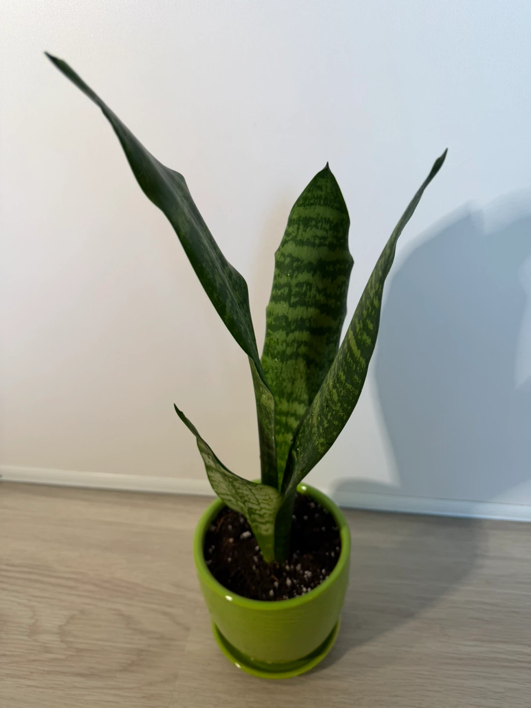 Healthy Snake Plant in a Green Pot - photo 2