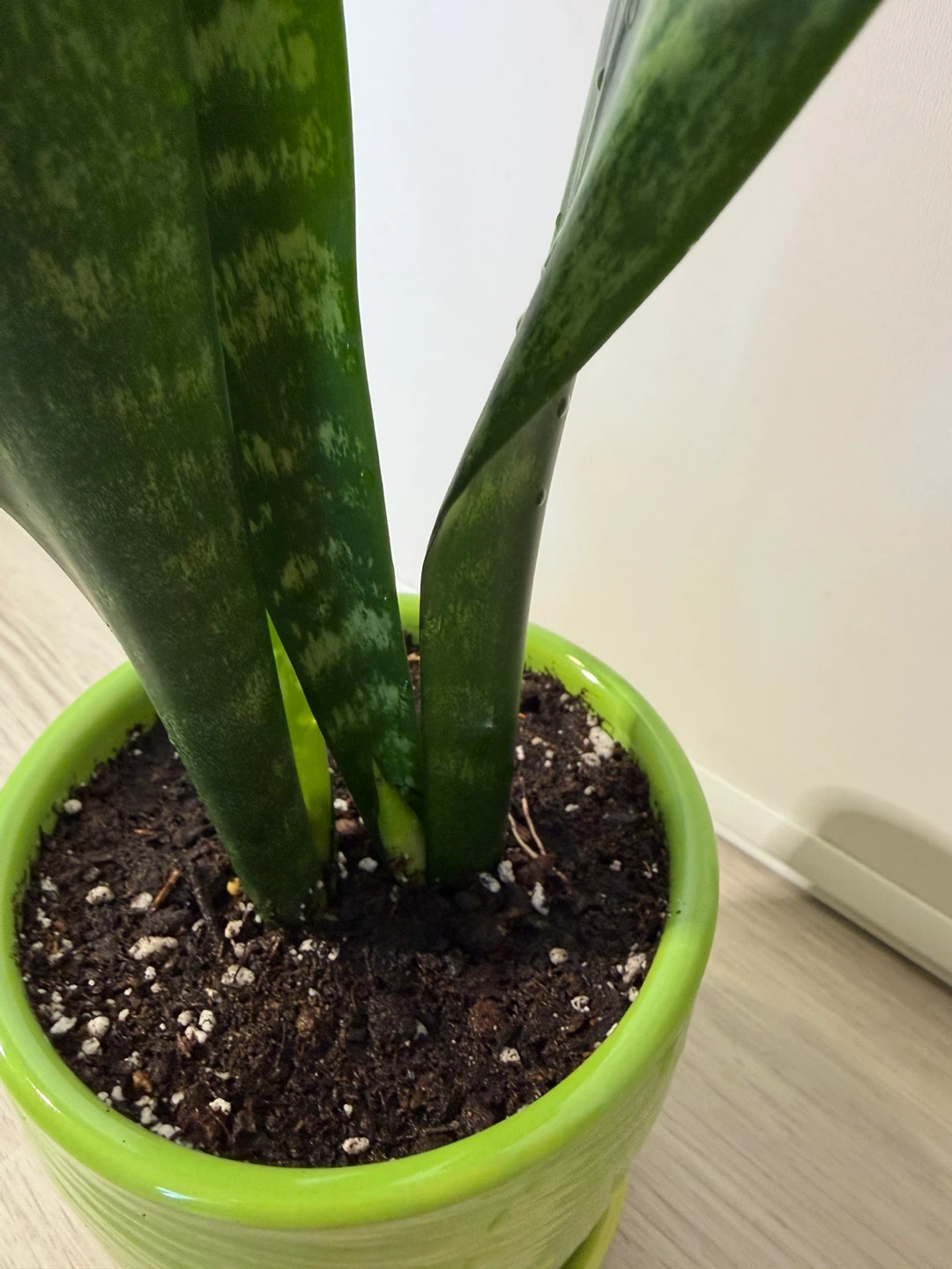 Healthy Snake Plant in a Green Pot - photo 4