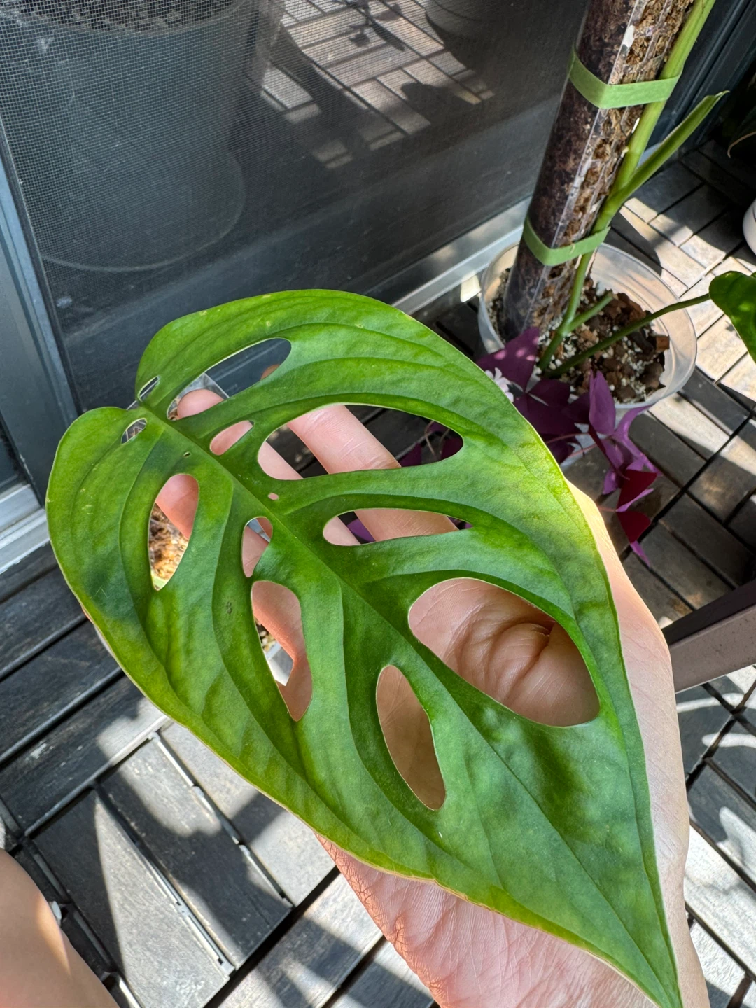Monstera Esqueleto on Moss Pole