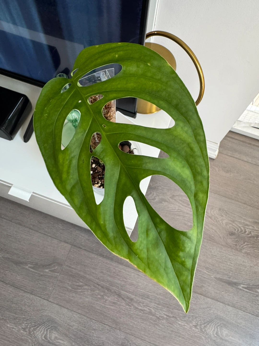 Monstera Esqueleto on Moss Pole - photo 2
