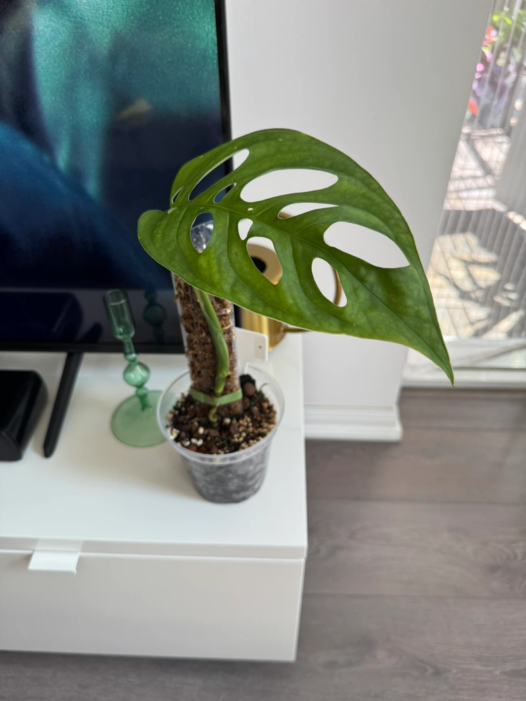 Monstera Esqueleto on Moss Pole - photo 3