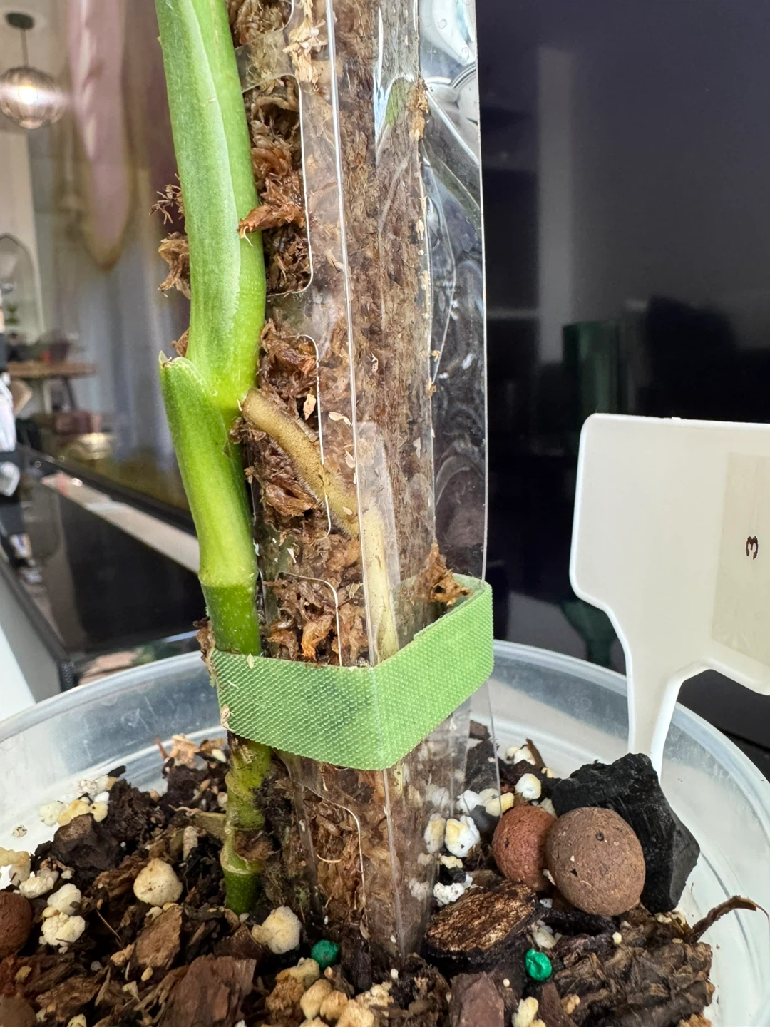 Monstera Esqueleto on Moss Pole - photo 4