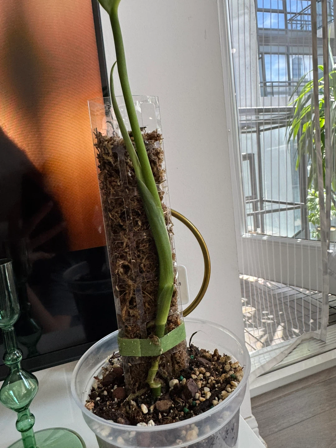 Monstera Esqueleto on Moss Pole - photo 5