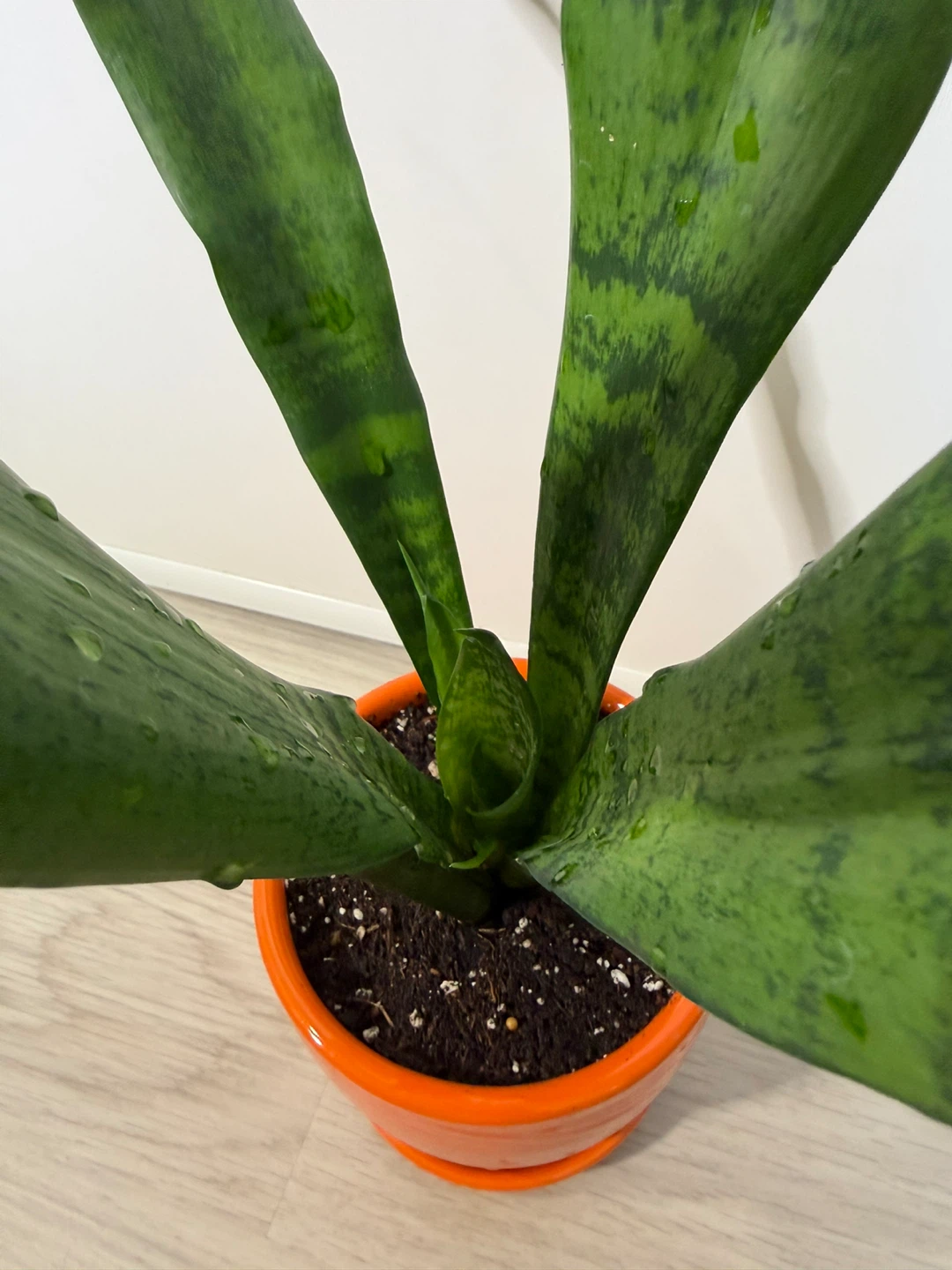 Healthy Snake Plant in an Orange Pot - photo 4