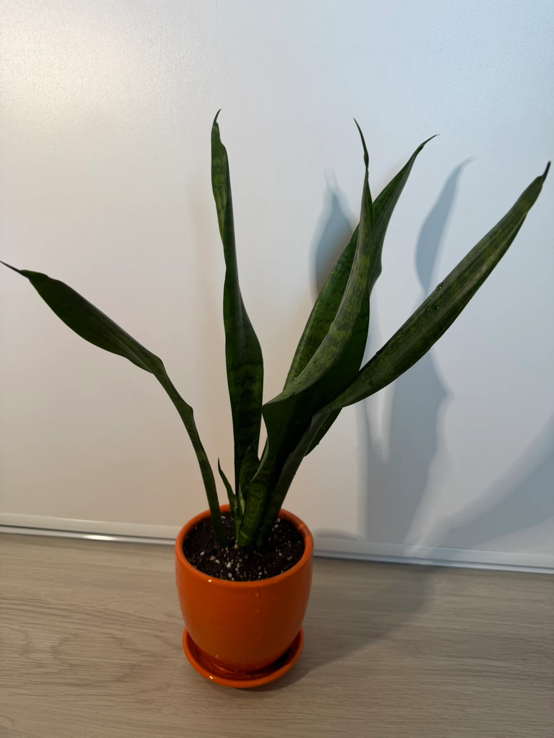 Healthy Snake Plant in an Orange Pot