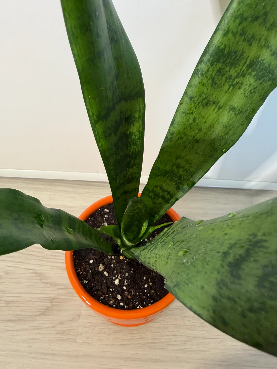 Healthy Snake Plant in an Orange Pot - photo 2