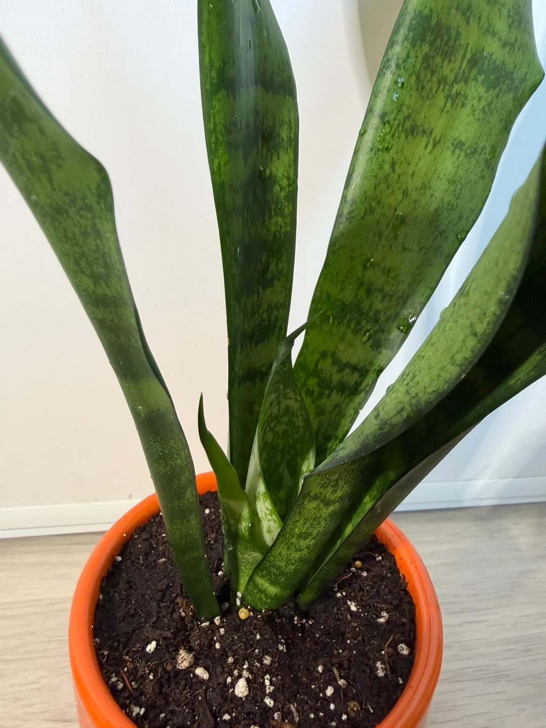 Healthy Snake Plant in an Orange Pot - photo 3