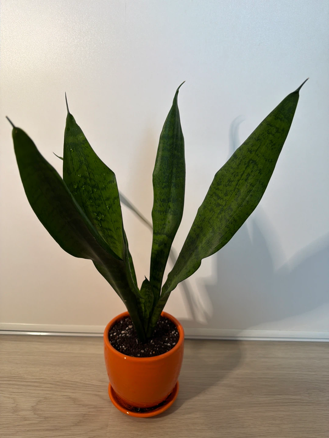Healthy Snake Plant in an Orange Pot - photo 5