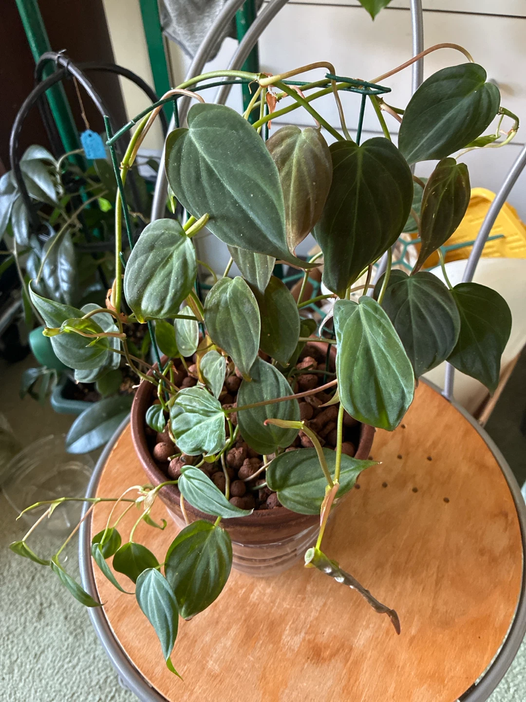 Philodendron Micans Plant in Terracotta Pot