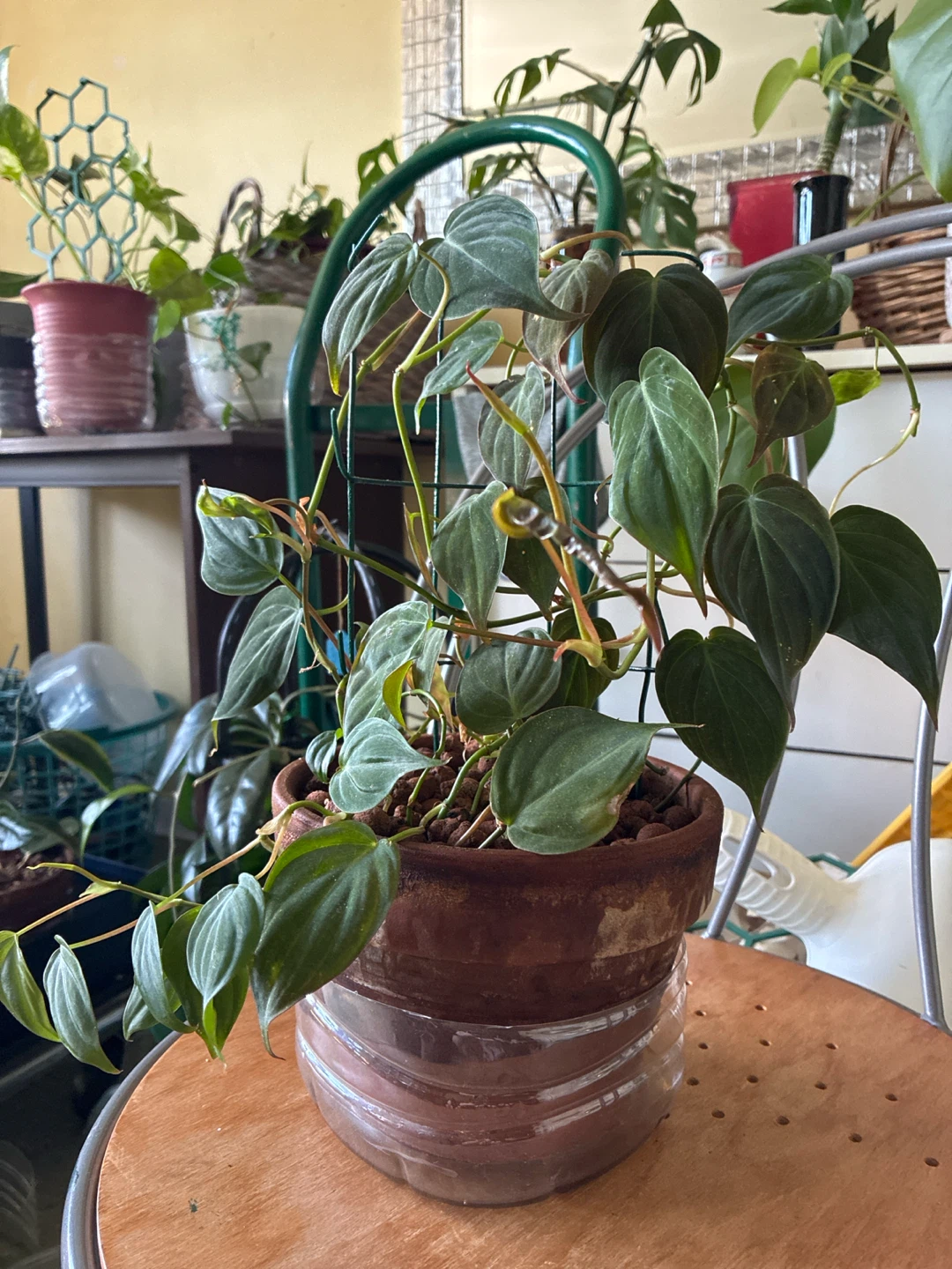 Philodendron Micans Plant in Terracotta Pot - photo 2