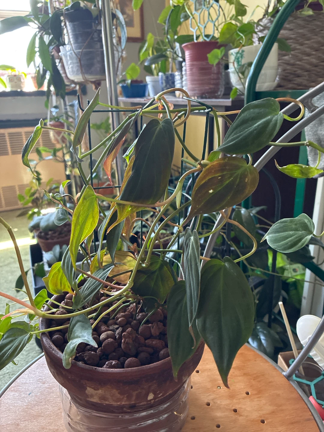Philodendron Micans Plant in Terracotta Pot - photo 3