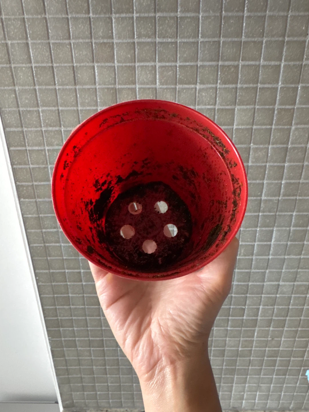 Free 4 Inch Plastic Planter Pot - photo 2