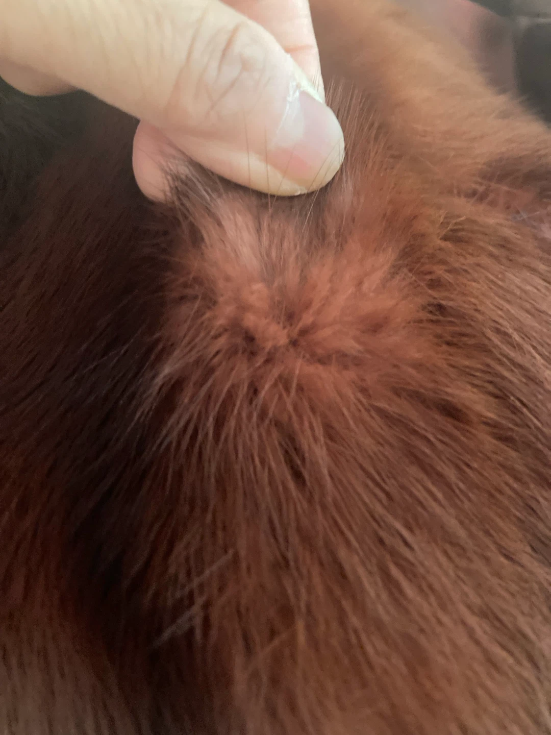 Excellent Condition Vintage Mink Stole Jacket - photo 4
