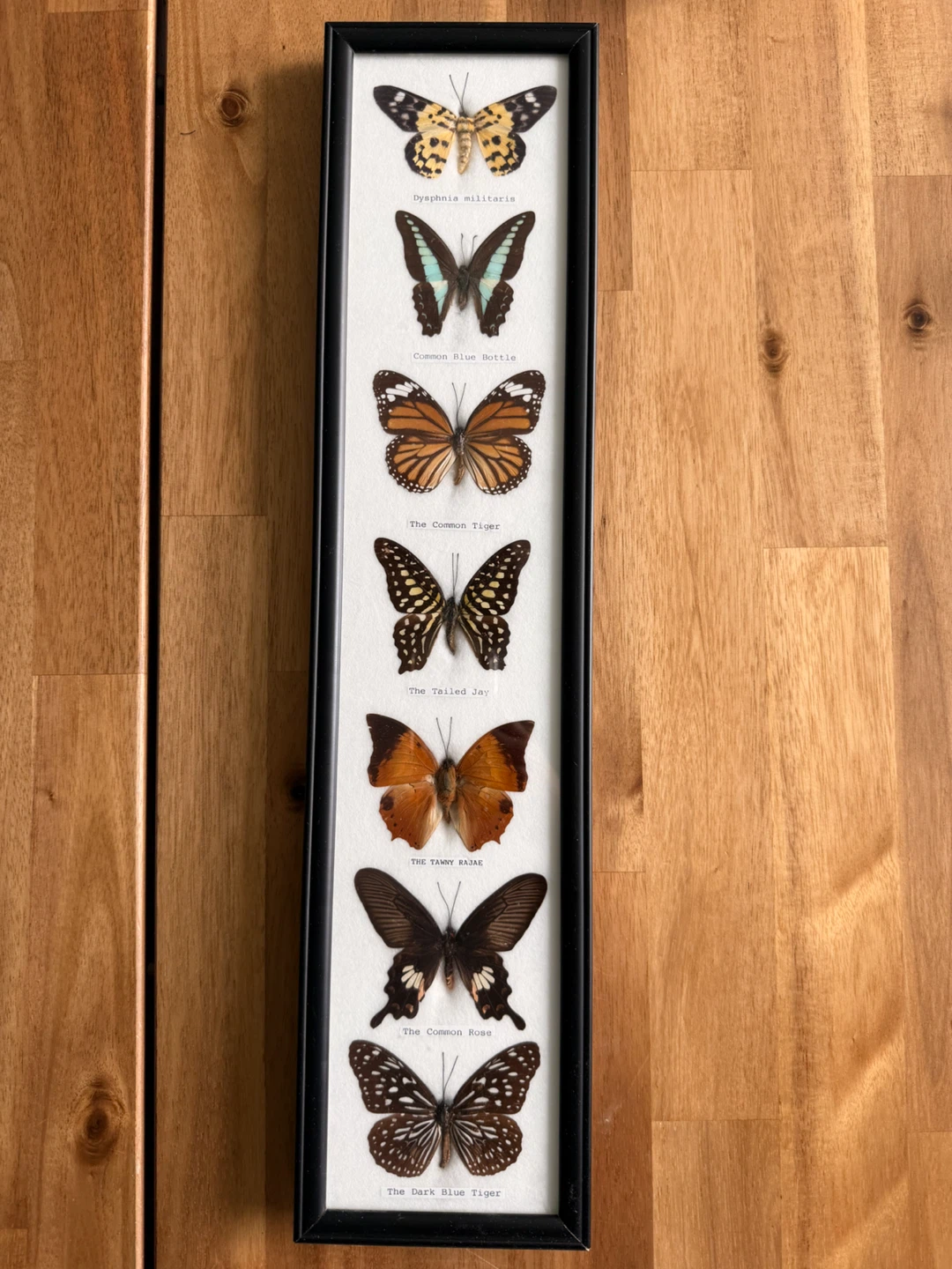 Framed Collection of 7 Butterflies