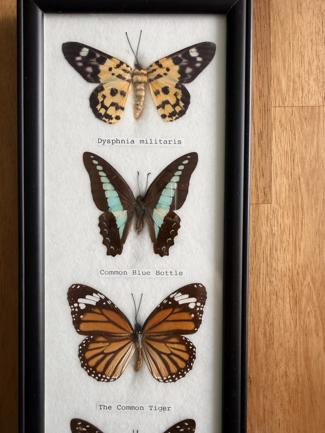 Framed Collection of 7 Butterflies - photo 2