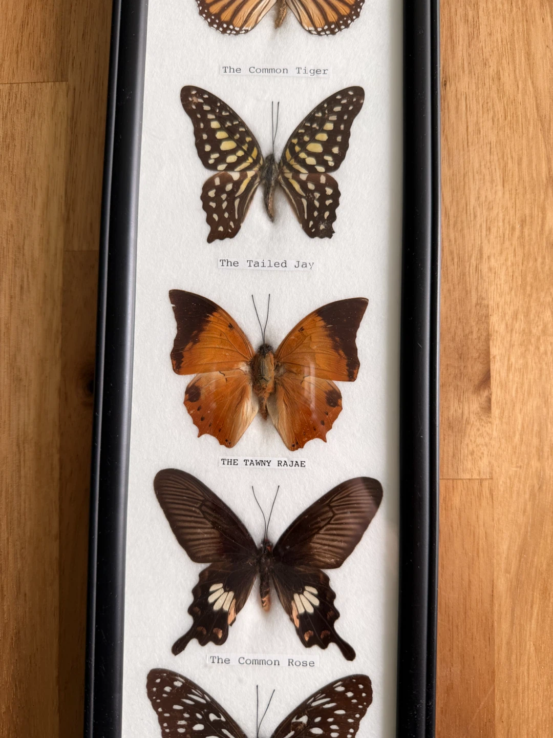 Framed Collection of 7 Butterflies - photo 3