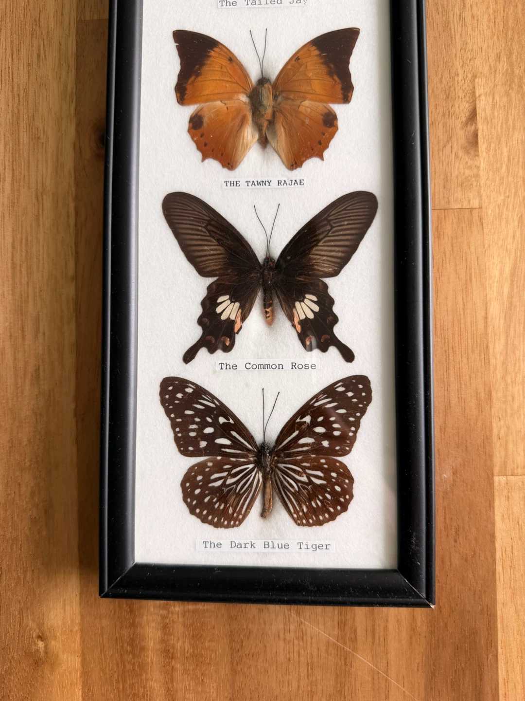 Framed Collection of 7 Butterflies - photo 4