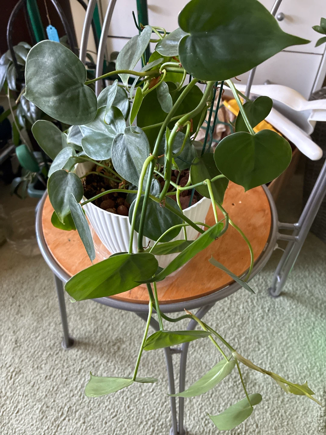Heartleaf Philodendron Plant