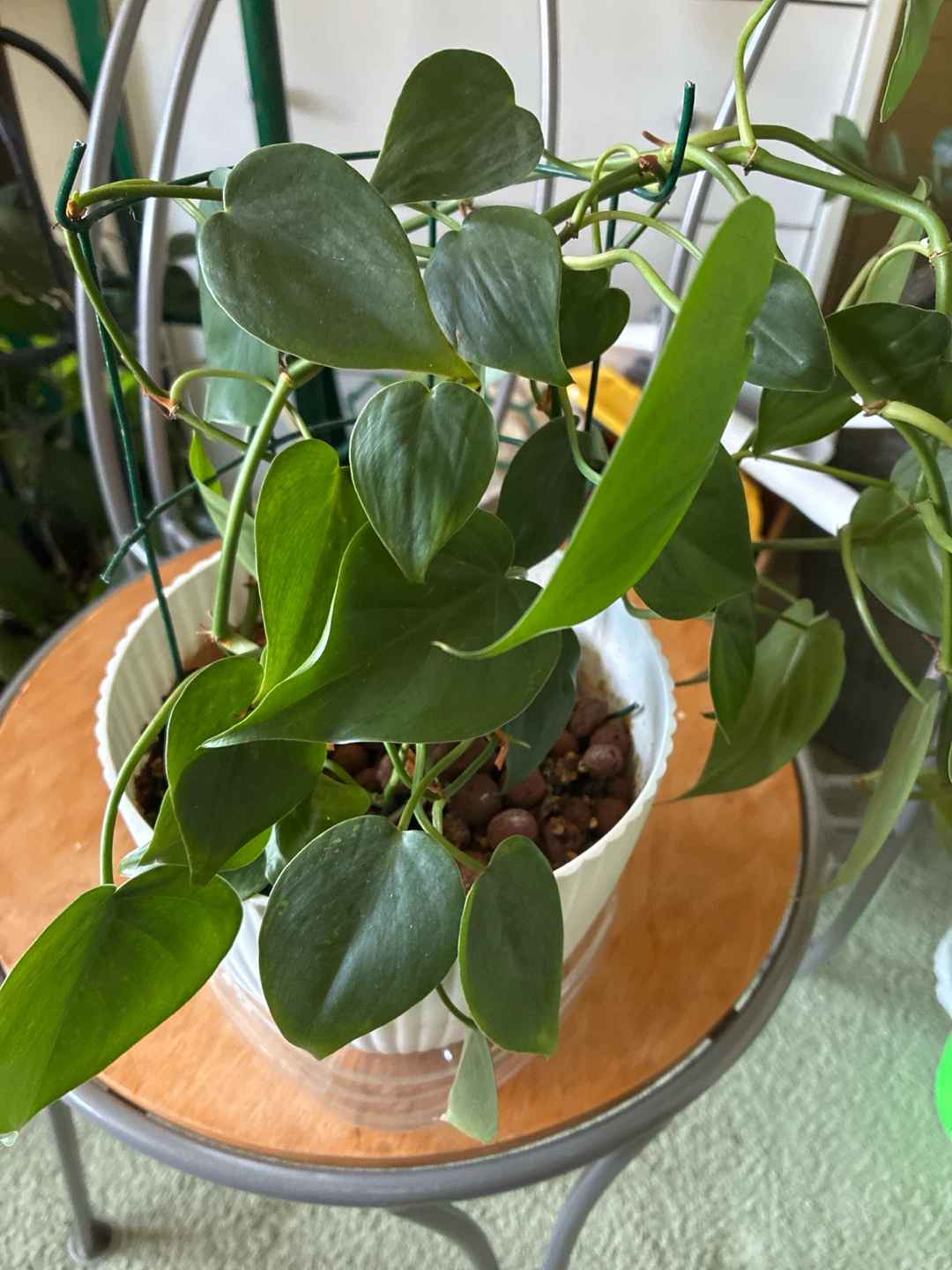Heartleaf Philodendron Plant - photo 2