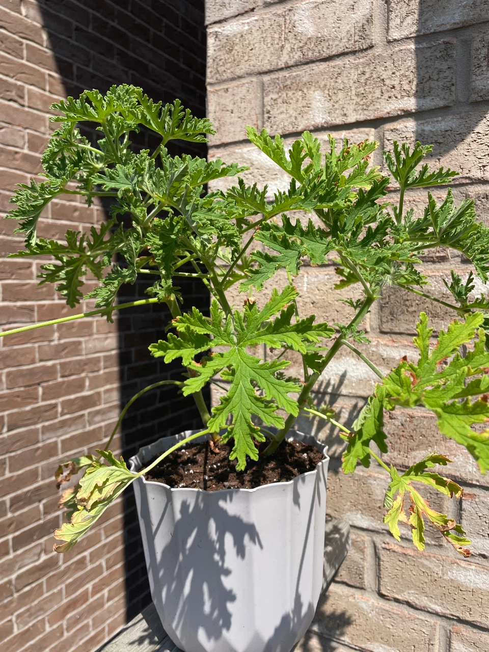 Citronella Plant in Pot