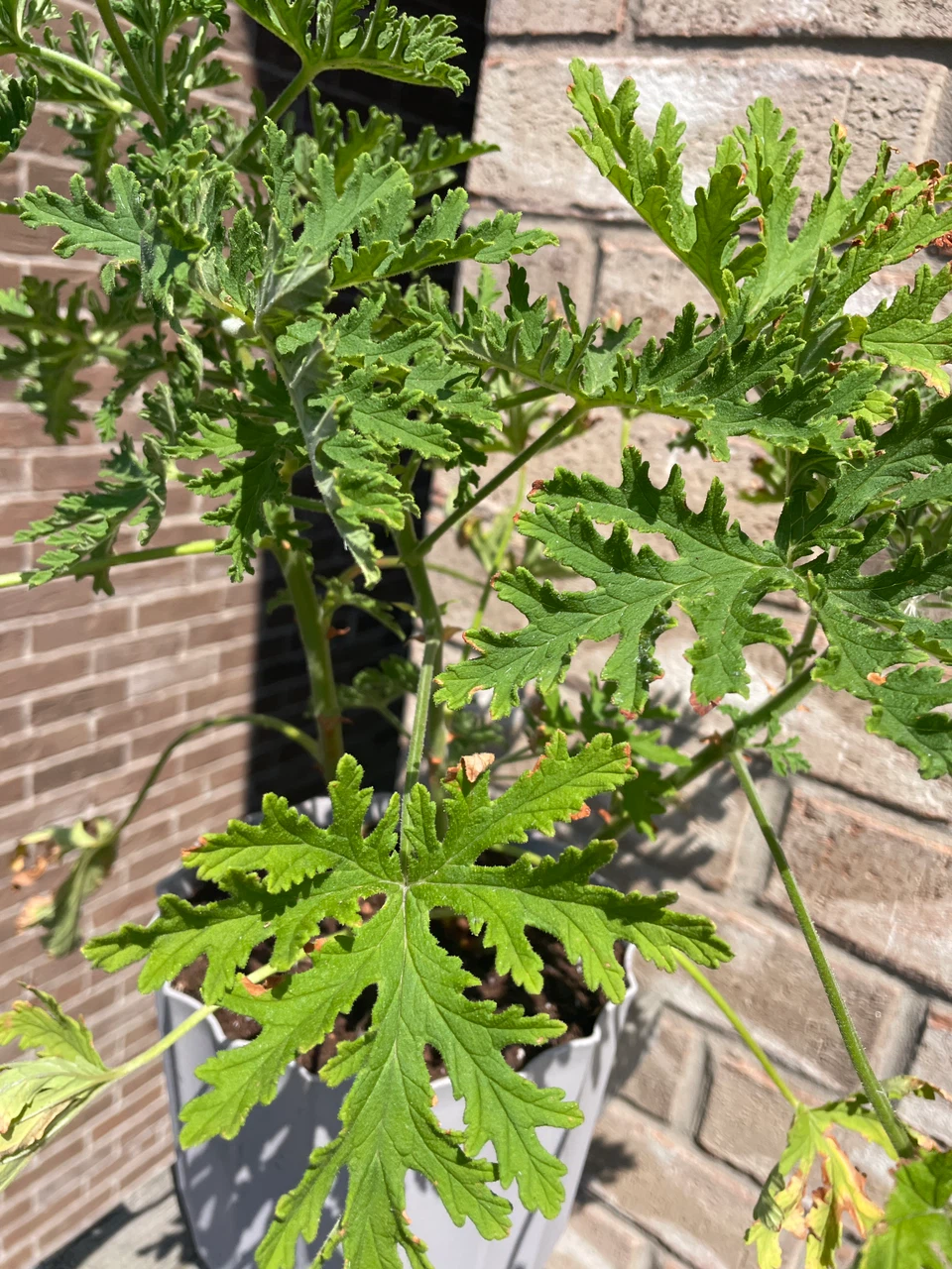 Citronella Plant in Pot - photo 2