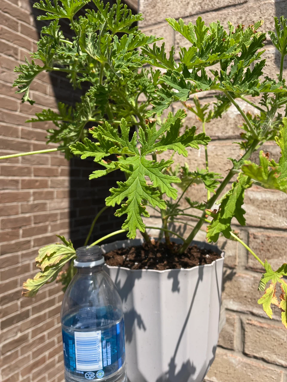 Citronella Plant in Pot - photo 3