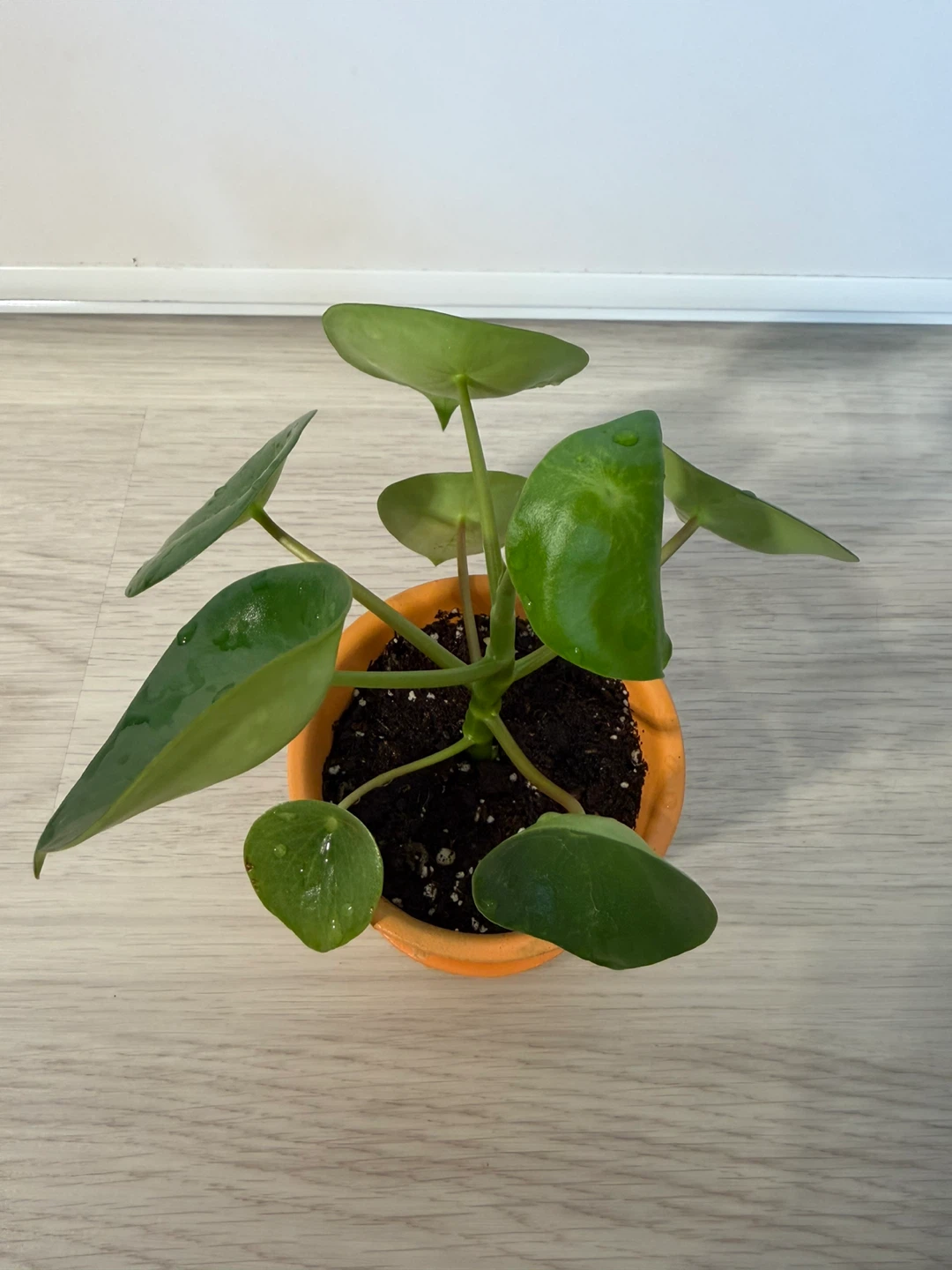 Healthy Raindrop Peperomia in an Orange Small Pot - photo 3