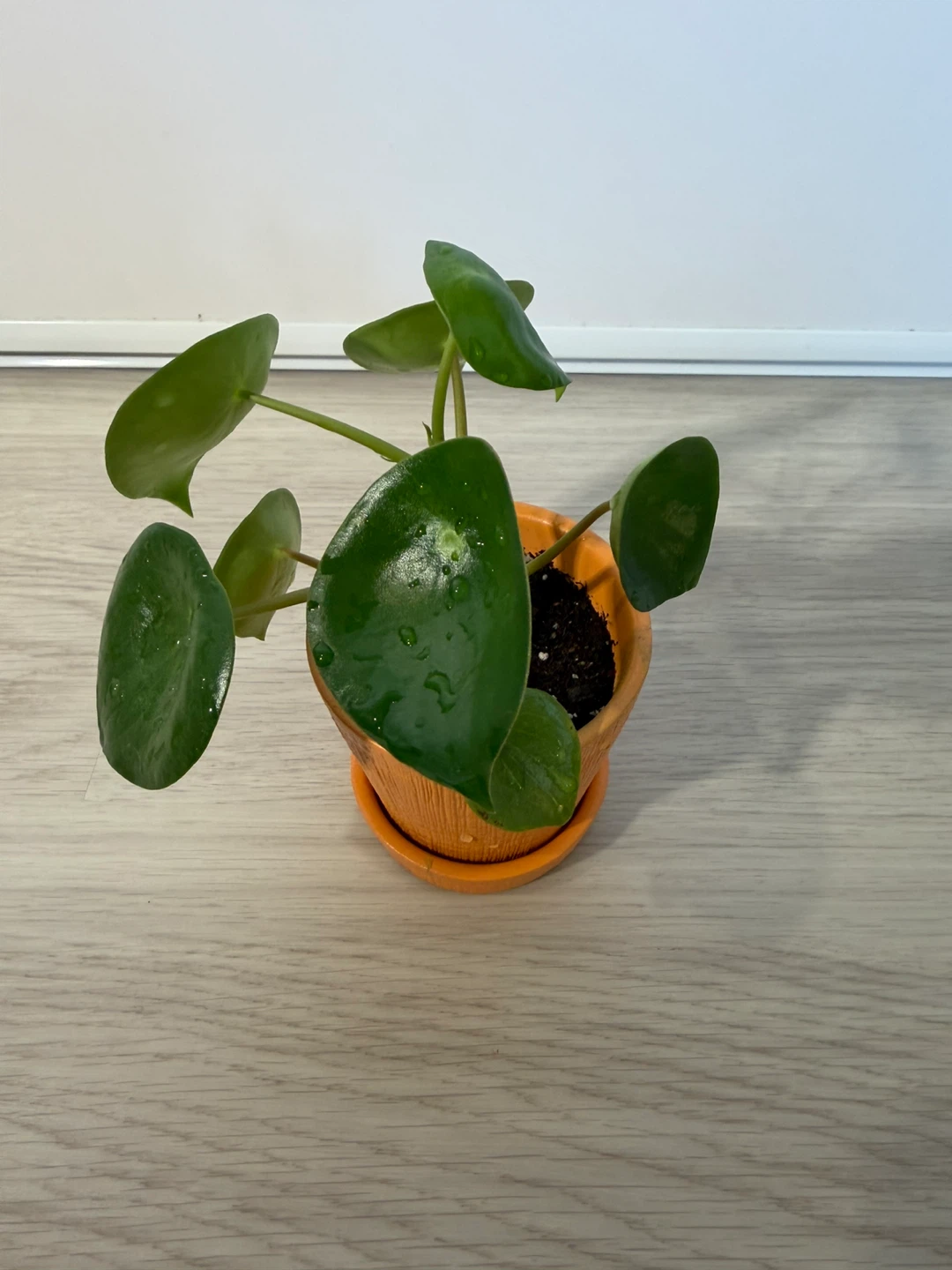 Healthy Raindrop Peperomia in an Orange Small Pot - photo 2
